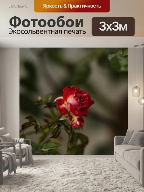 Фотообои Розы