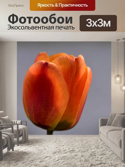 Фотообои Тюльпан