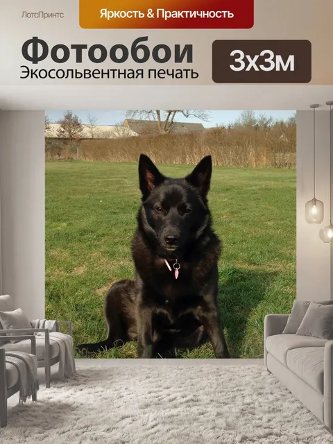 Фотообои Собака