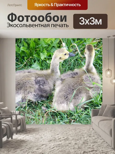 Фотообои Молодые дрофы 2