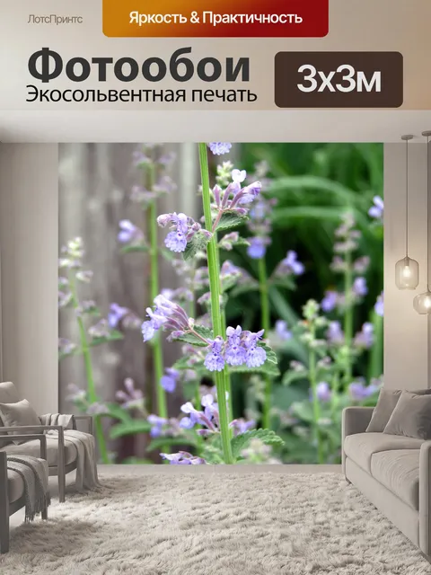 Фотообои Cat Монетный двор в Bloom