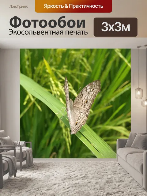 Фотообои Бабочка
