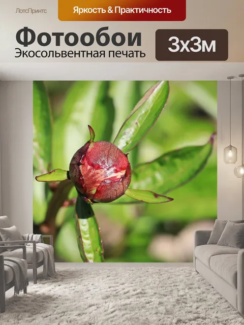 Фотообои Роза