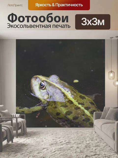 Фотообои Лягушка