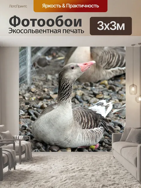Фотообои Гусь