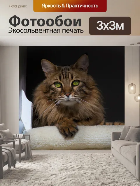 Фотообои Кошка