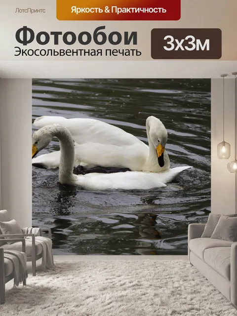 Фотообои Лебеди