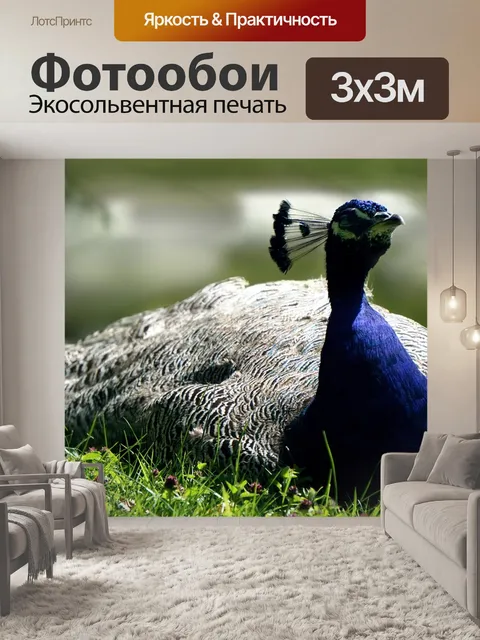 Фотообои Павлин