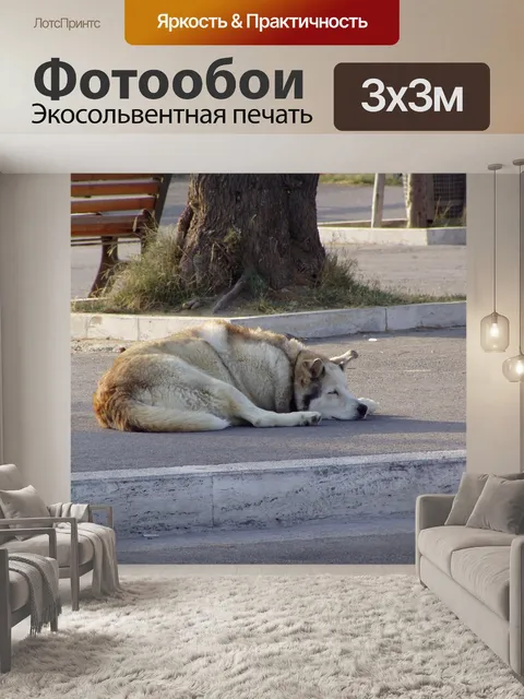 Фотообои Собака