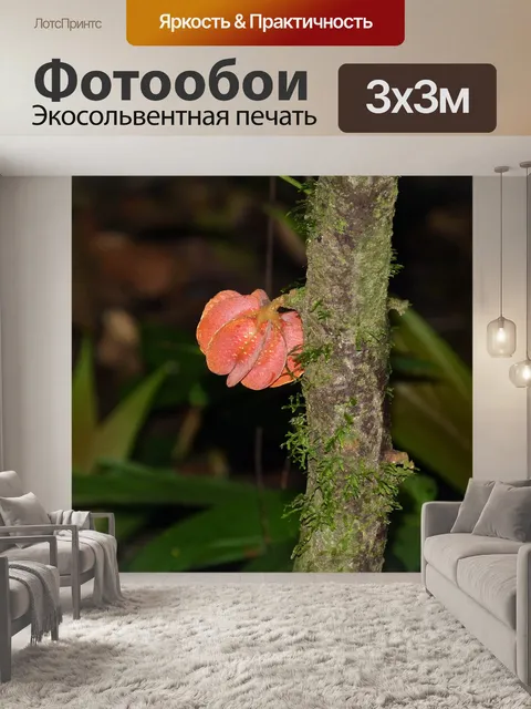 Фотообои Тропический лес
