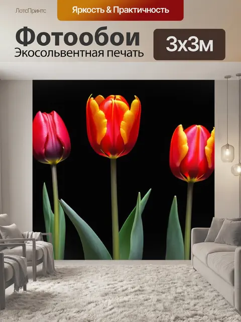 Фотообои красные тюльпаны на контрастном черном фоне