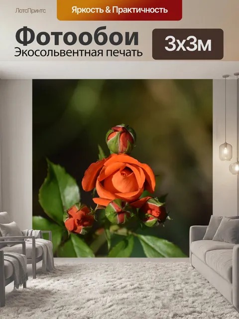 Фотообои Цветы