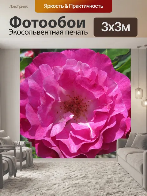 Фотообои Розовый