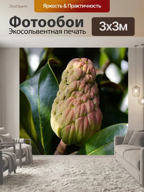 Фотообои Фрукты