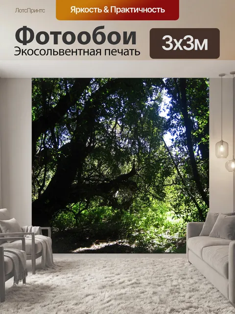 Фотообои тенистое место между большими деревьями
