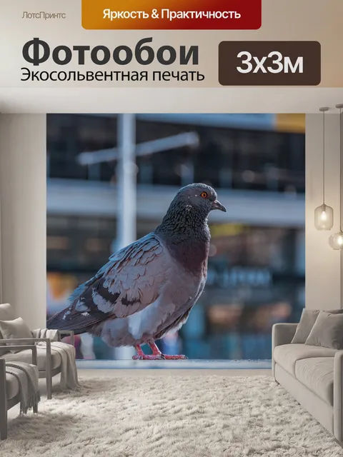 Фотообои Голубь