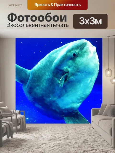 Фотообои Океан солнечника (Мола Мола)