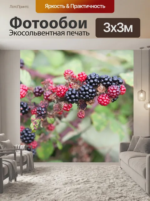 Фотообои Созревание Ежевика