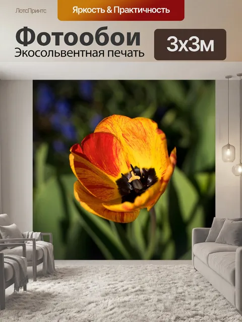 Фотообои Тюльпаны