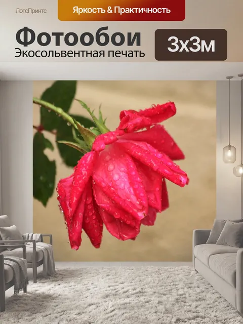 Фотообои Красная роза и капли дождя
