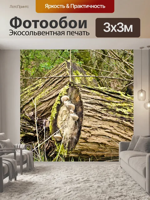 Фотообои Старый лес