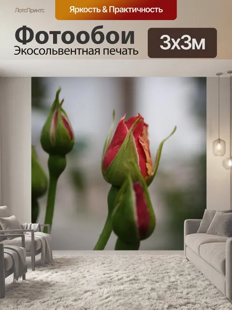 Фотообои Роза