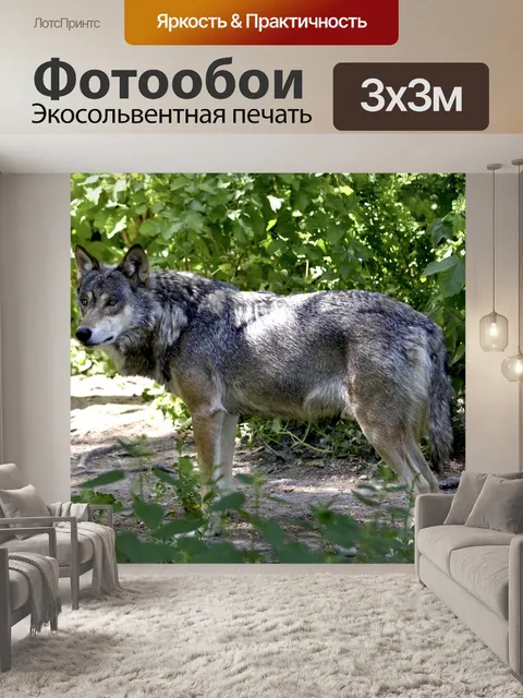 Фотообои Волк