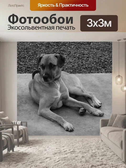 Фотообои Собака