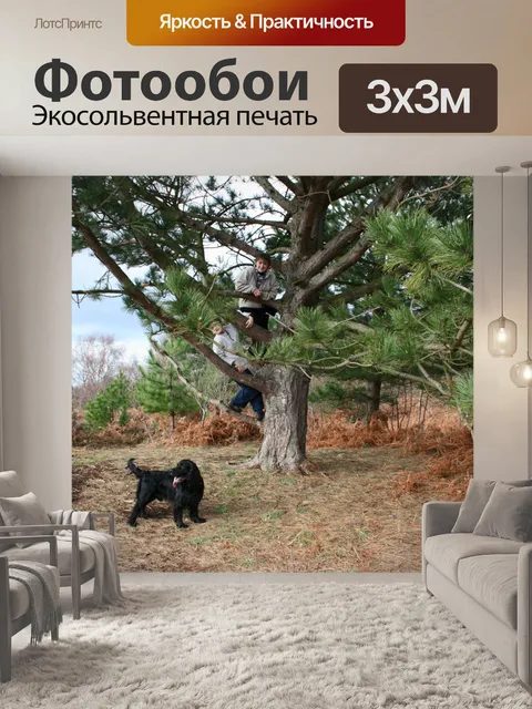 Фотообои Прятки