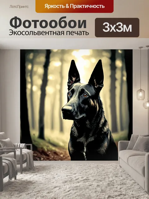 Фотообои в темном лесу бельгийский малинуа догадывается о чем-то, его настороженные уши стоят торчком