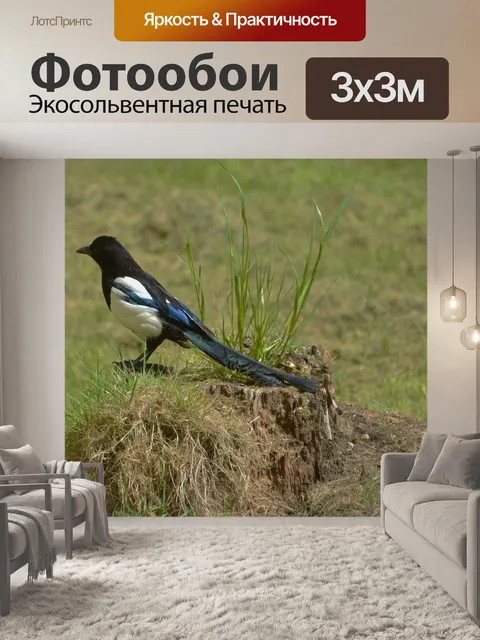 Фотообои Сорока