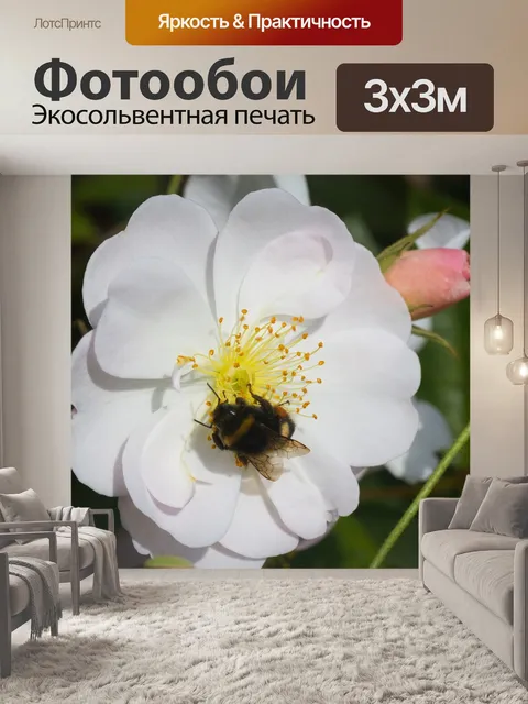 Фотообои Розы
