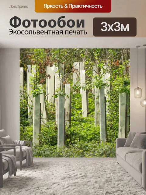 Фотообои Деревья