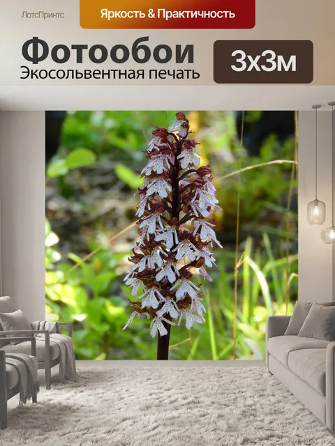 Фотообои Орхидея