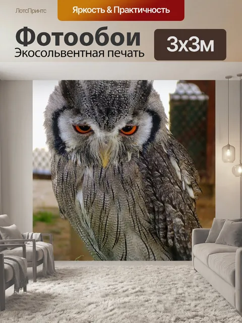 Фотообои Сова