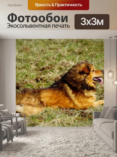 Фотообои Западного леса kuhhund