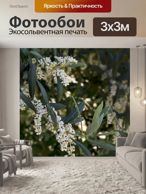 Фотообои Оливки