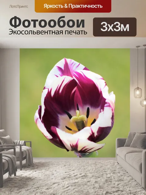 Фотообои Тюльпаны
