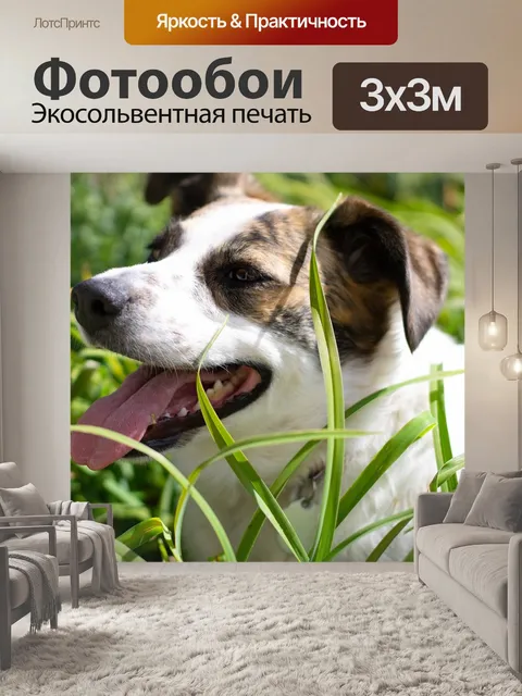 Фотообои Собака