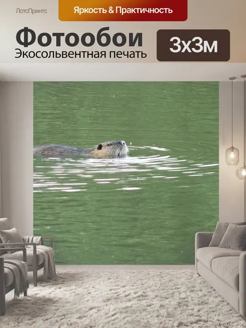 Фотообои Нутрия