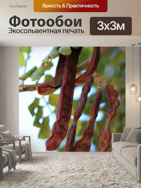 Фотообои стручки рожкового дерева