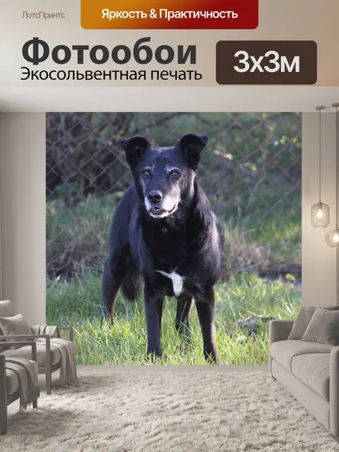Фотообои Животные