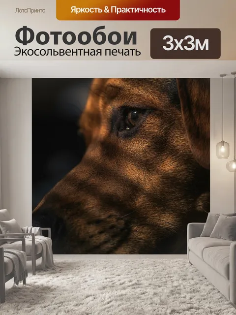 Фотообои Собака