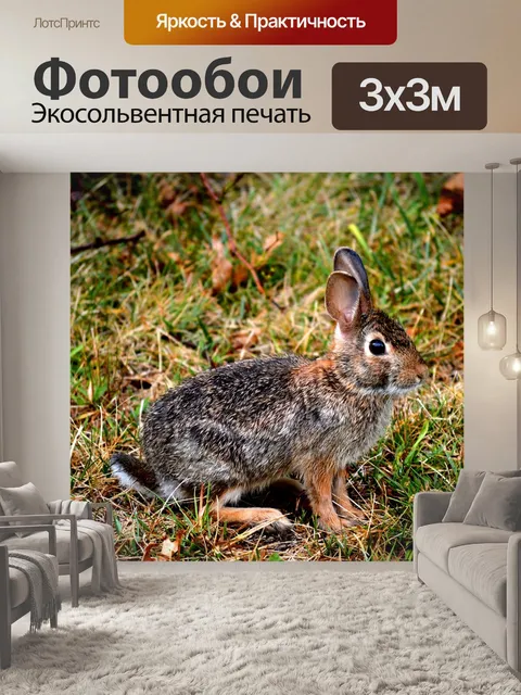 Фотообои Кролик