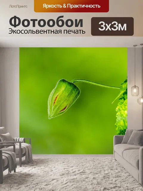 Фотообои Бутон цветка