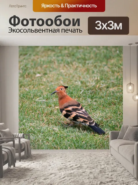Фотообои Удод птица на газоне