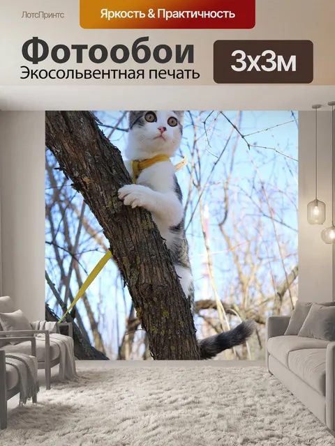 Фотообои Кот