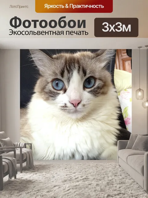 Фотообои Кошка
