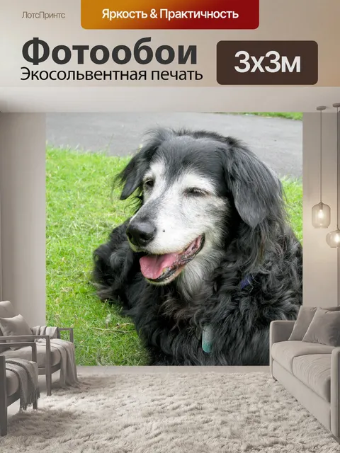 Фотообои Старшая собака