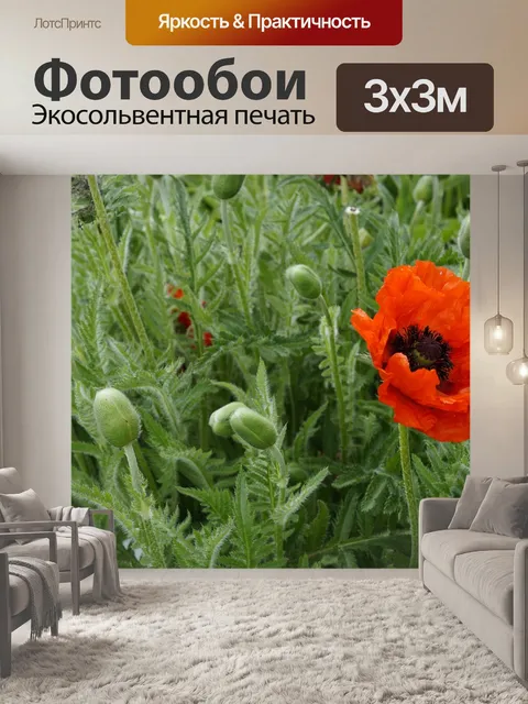 Фотообои Мак